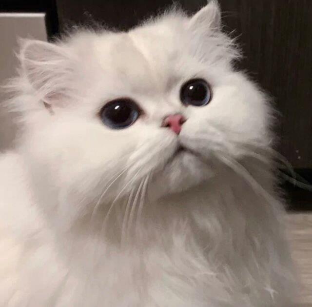 动物可爱的头像图片 2月最新微信动物头像图片大全