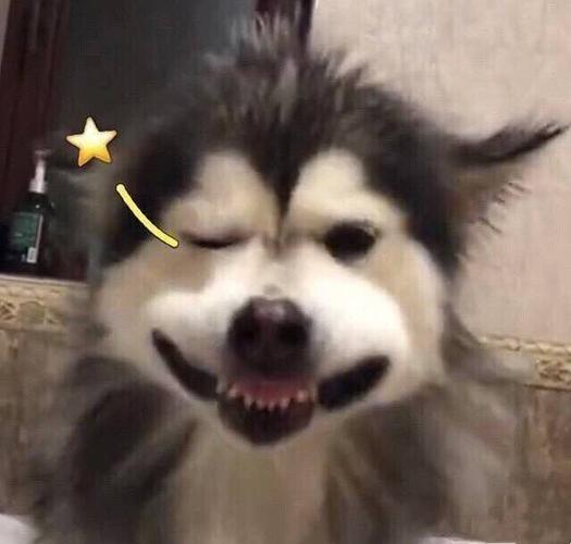 特别沙雕的头像稀有的 非常沙雕的头像