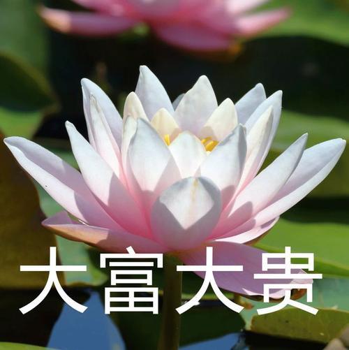 老年人专用头像 老年人专用头像图片大全