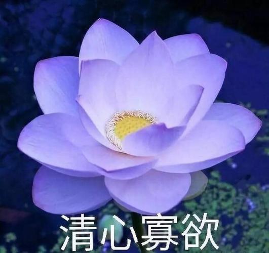 莲花微信头像 莲花微信头像图片大全唯美