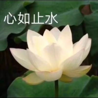 莲花微信头像 莲花微信头像图片大全唯美