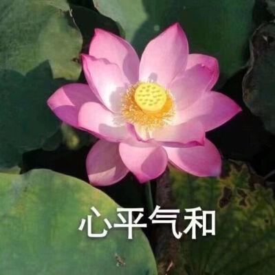 莲花微信头像 莲花微信头像图片大全唯美