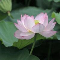 莲花微信头像 莲花微信头像图片大全唯美
