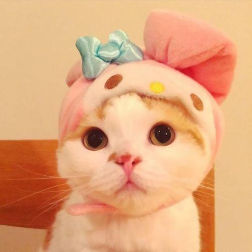 可爱微信头像 可爱微信头像图片2022最新款