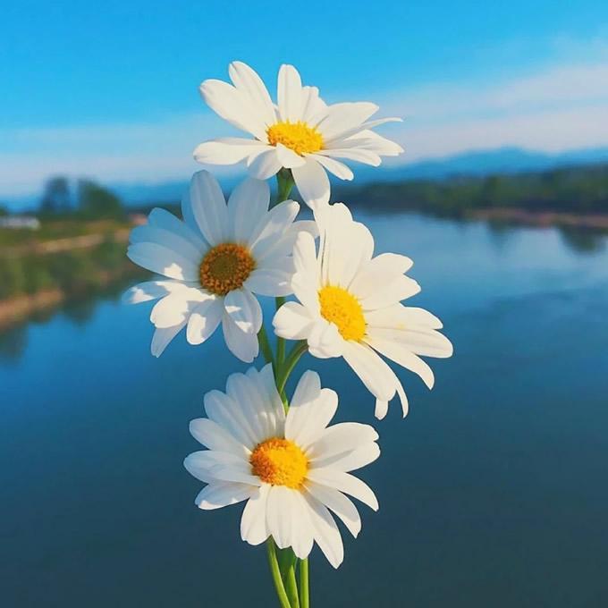 花的图片头像 花的图片头像微信头像