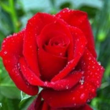 花的图片头像 花的图片头像微信头像