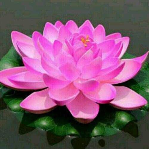 花的图片头像 花的图片头像微信头像