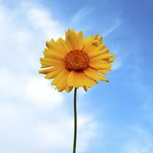 花的图片头像 花的图片头像微信头像