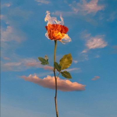 花的图片头像 花的图片头像微信头像