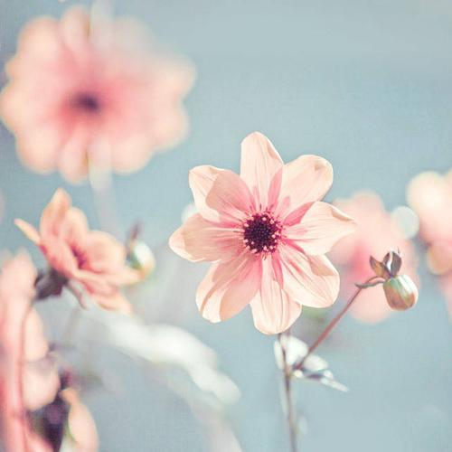 花的图片头像 花的图片头像微信头像