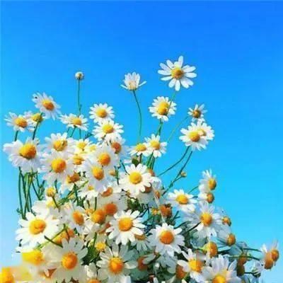 花的图片头像 花的图片头像微信头像