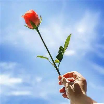 花的图片头像 花的图片头像微信头像