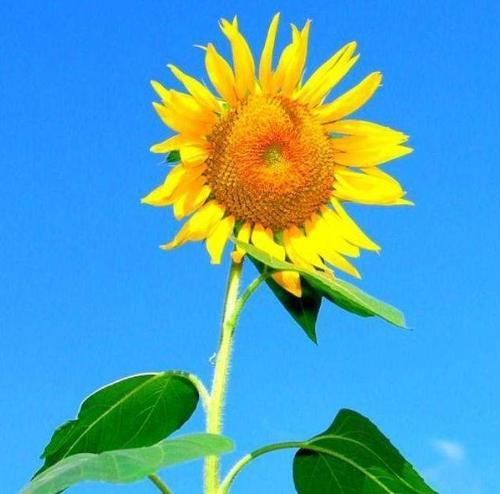 老年人专用微信头像 老年人专用头像微信