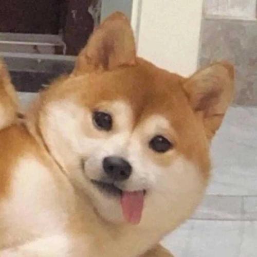 特别沙雕的头像 沙雕个性头像