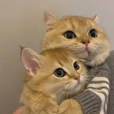可爱猫咪头像 可爱猫咪咪的头像图片