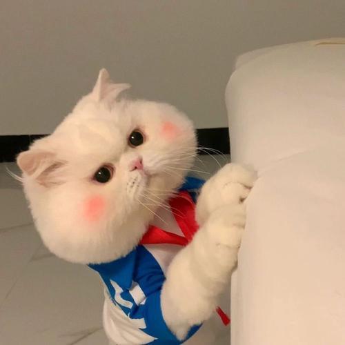 可爱猫咪头像 可爱猫咪咪的头像图片