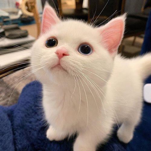 可爱猫咪头像 可爱猫咪咪的头像图片