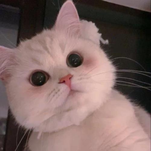 可爱猫咪头像 可爱猫咪咪的头像图片