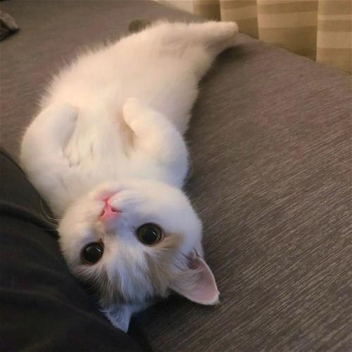 可爱猫咪头像 可爱猫咪咪的头像图片