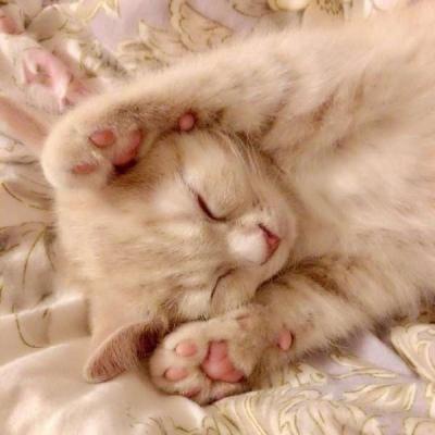 可爱猫咪头像 可爱猫咪咪的头像图片