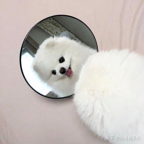 可爱动物头像 呆萌可爱动物头像