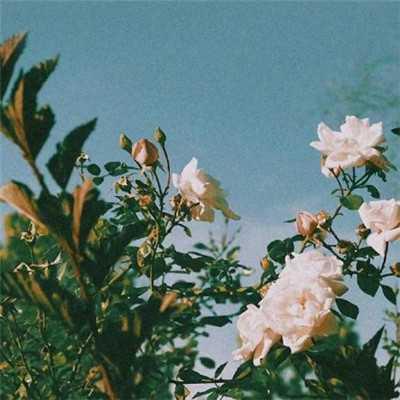 女人吉利健康好运的微信头像 女人顺利好运的微信头像