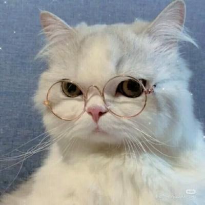 猫咪图片大全可爱头像 可爱猫咪咪的头像图片