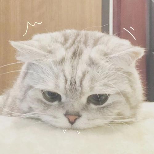 猫咪图片大全可爱头像 可爱猫咪咪的头像图片