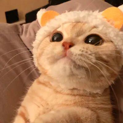猫咪图片大全可爱头像 可爱猫咪咪的头像图片