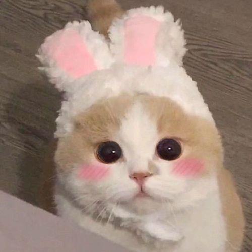 猫咪图片大全可爱头像 可爱猫咪咪的头像图片