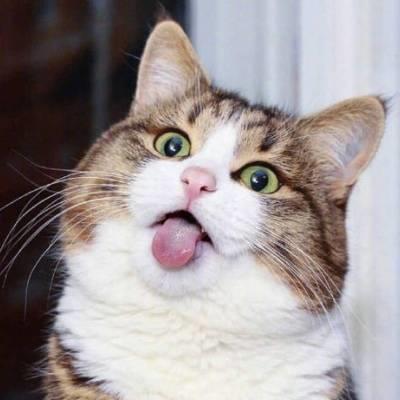 猫咪图片大全可爱头像 可爱猫咪咪的头像图片