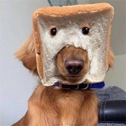 搞笑头像图片逗比 逗比微信头像搞笑图片搞怪