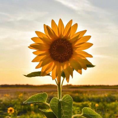 好看的图片做头像 适合做头像的图片精美图片