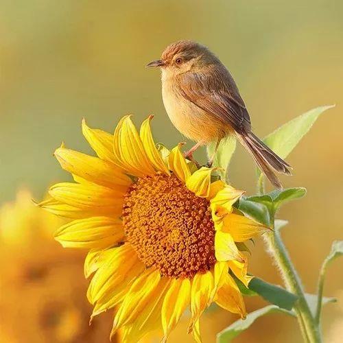 适合长期用的微信头像 微信头像用个人照片比较好吗