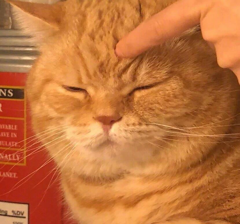 很难不心动的猫猫狗狗头像图片