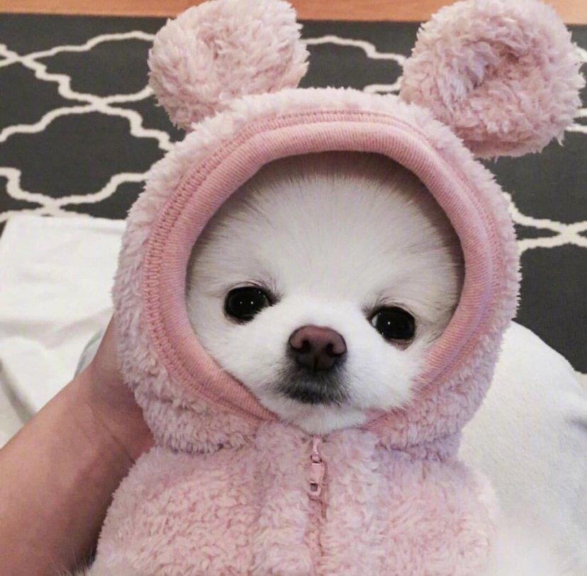 很难不心动的猫猫狗狗头像图片