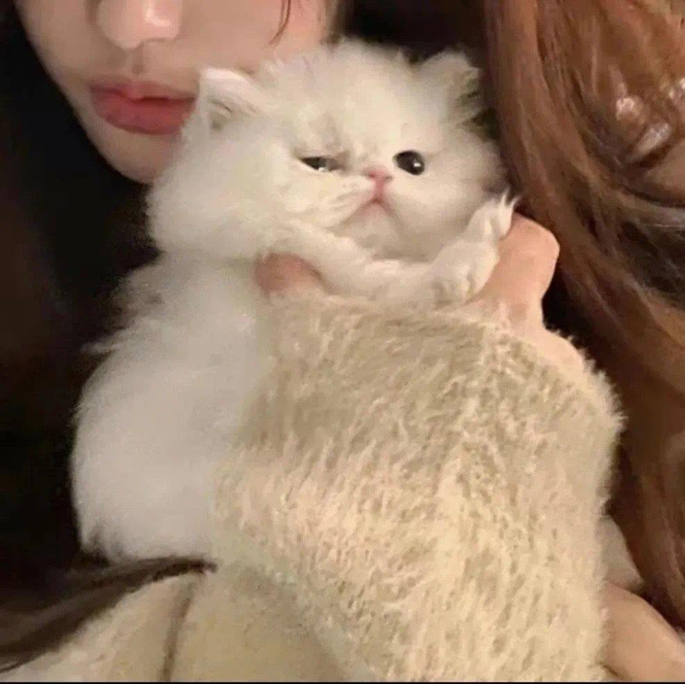 将可爱进行到底的小猫咪头像图片