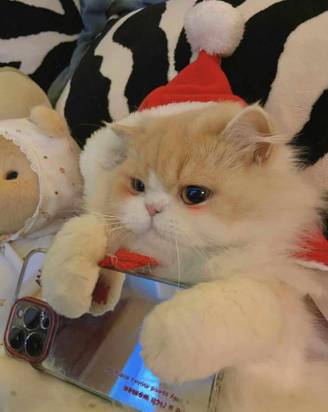 将可爱进行到底的小猫咪头像图片