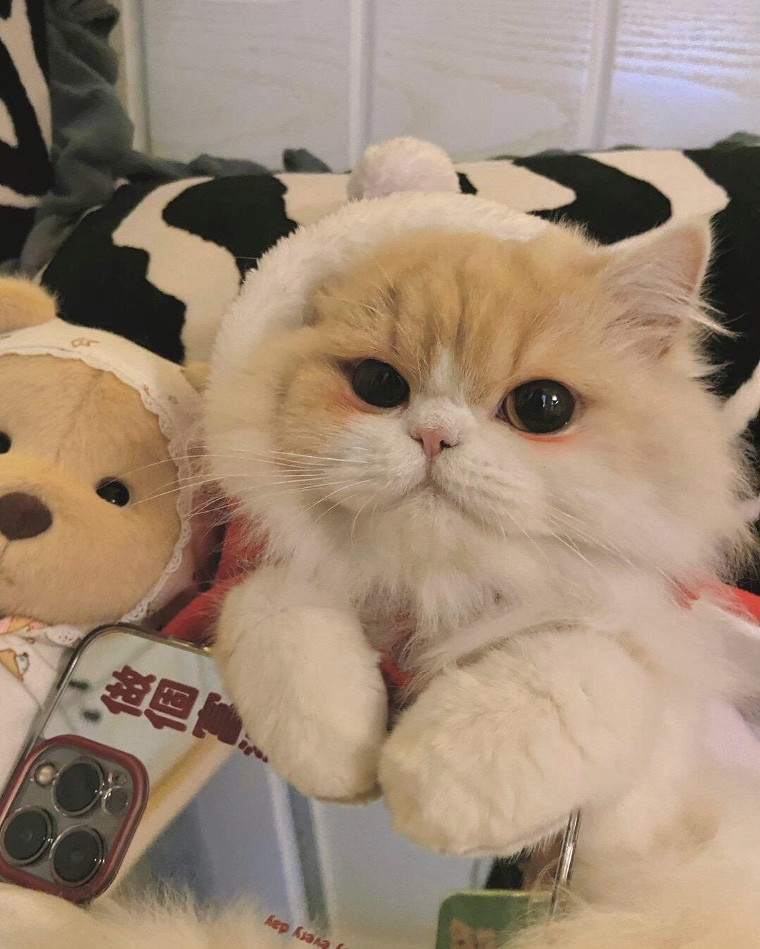 将可爱进行到底的小猫咪头像图片