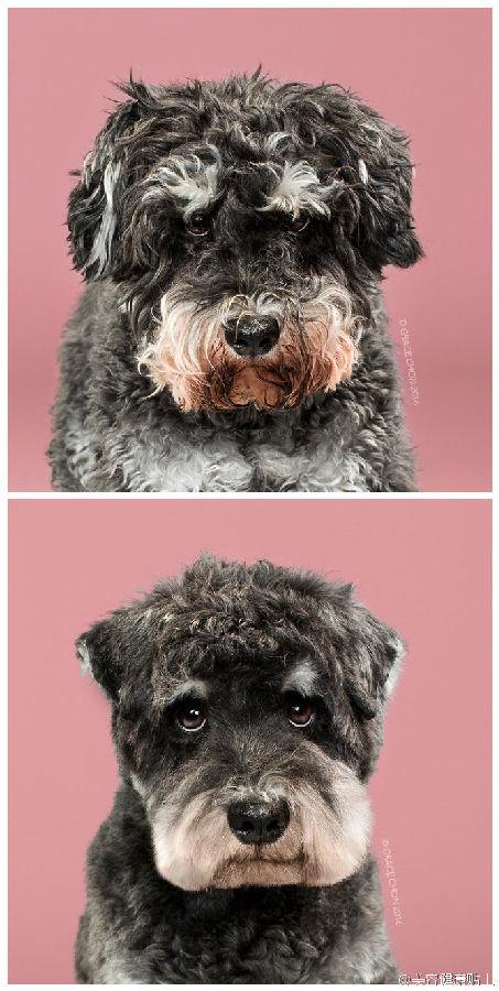 可爱的宠物狗剪毛前后照片头像大全