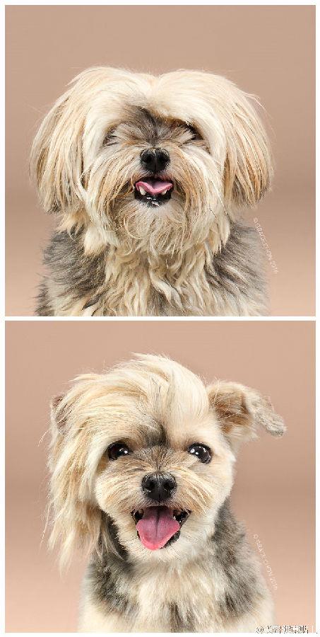 可爱的宠物狗剪毛前后照片头像大全