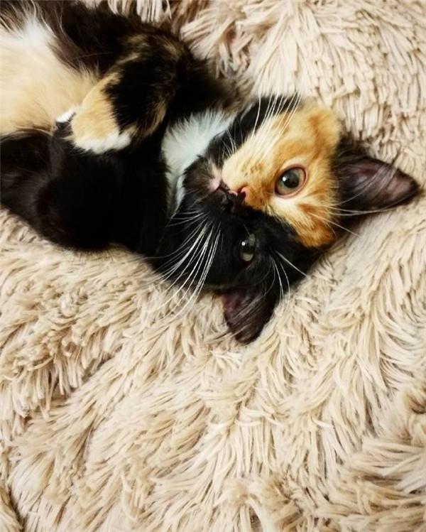 可爱的双面猫咪头像图片大全