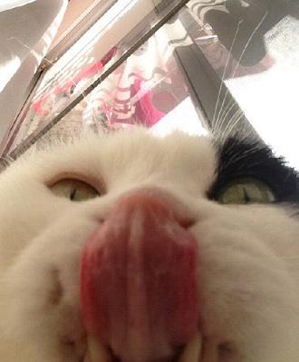 可爱喵星人的凝视头像图片 喵星人头像高清图片