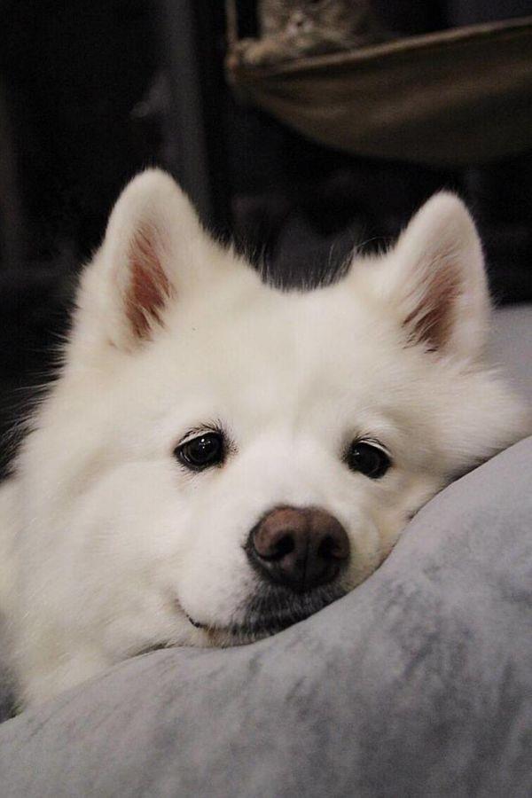 2022年好看的萨摩耶图片 萨摩耶图片可爱头像