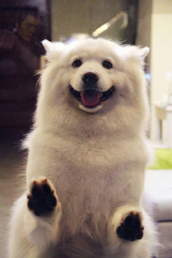 2022年好看的萨摩耶图片 萨摩耶图片可爱头像