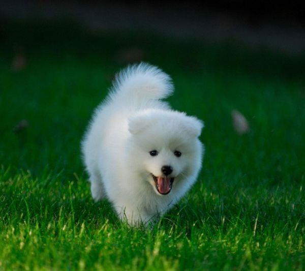 2022年好看的萨摩耶图片 萨摩耶图片可爱头像