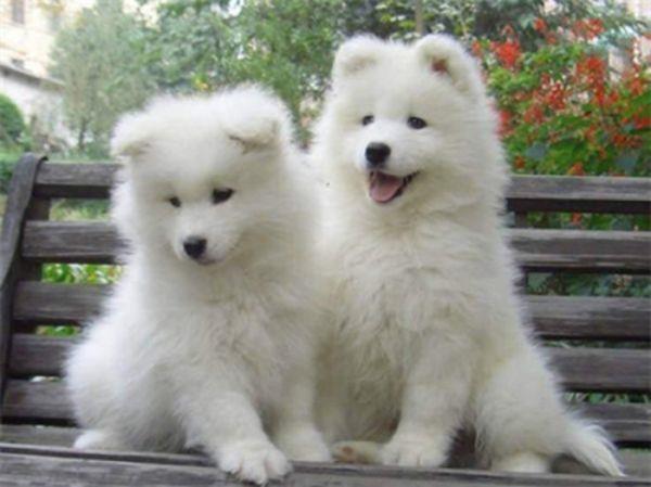 2022年好看的萨摩耶图片 萨摩耶图片可爱头像