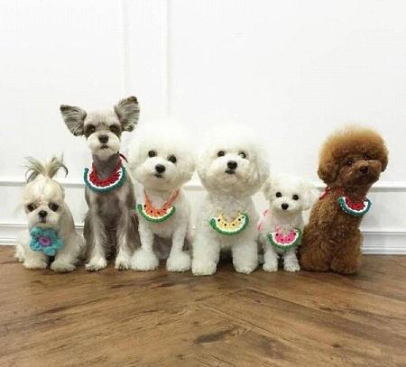 超级可爱的小狗高清微信头像图片大全