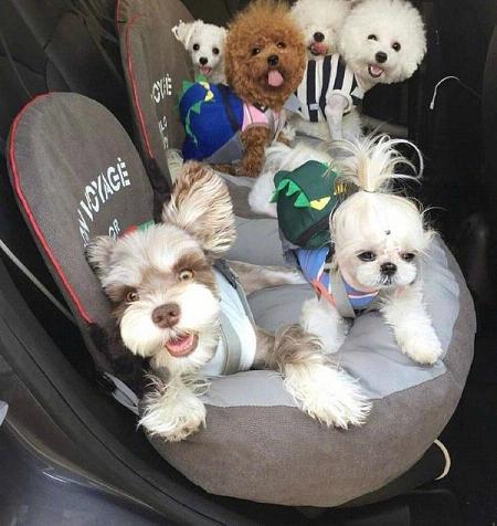 超级可爱的小狗高清微信头像图片大全