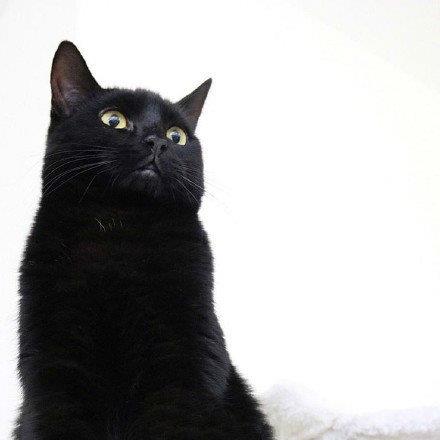 高冷可爱的黑猫头像丨总有人和我说 但没有人听我说